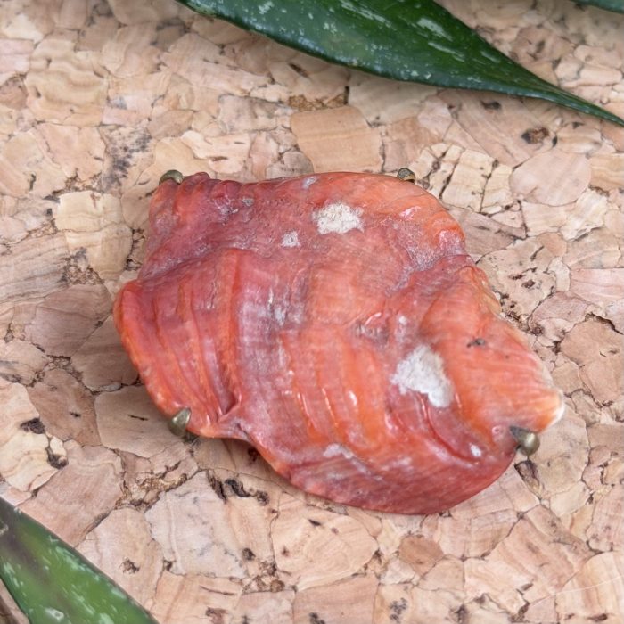 Antique Orange Coral Shell Brooch Natural Piece